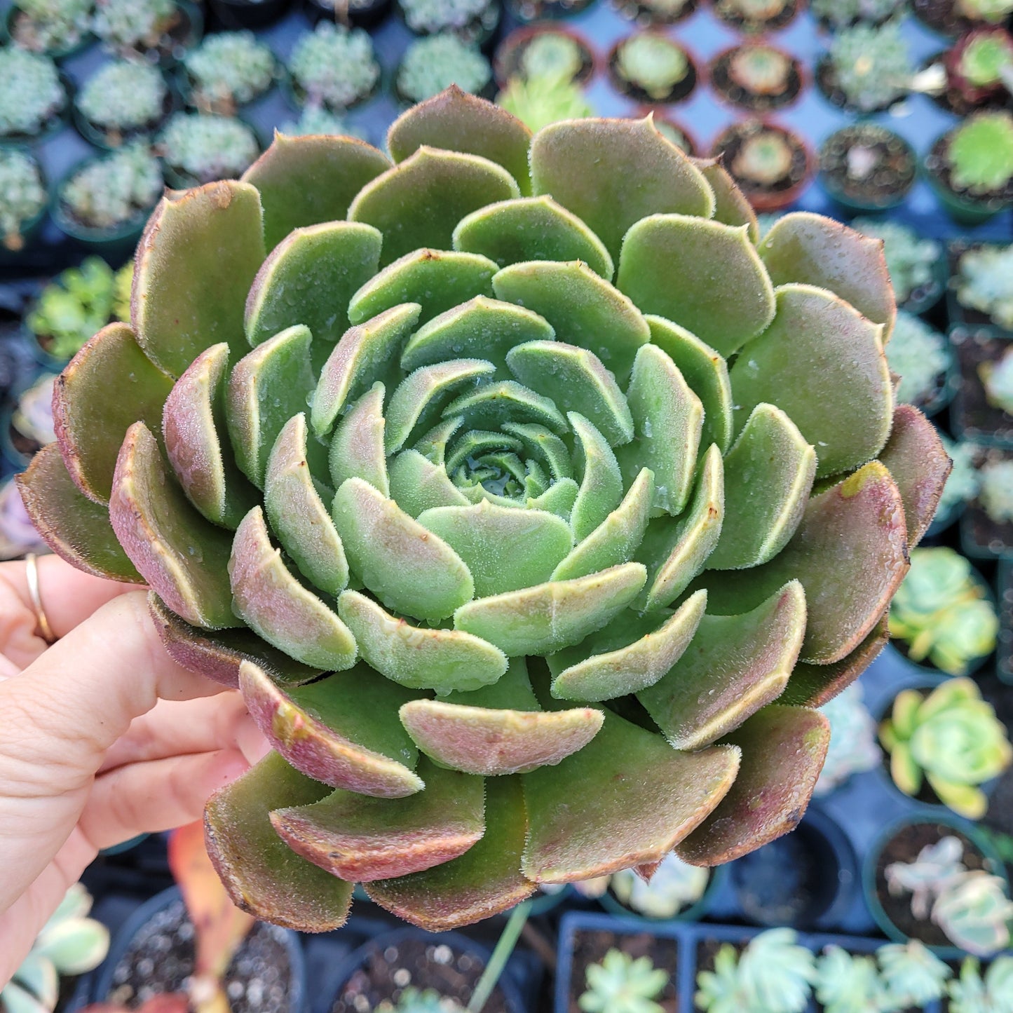 Echeveria Brown Rose