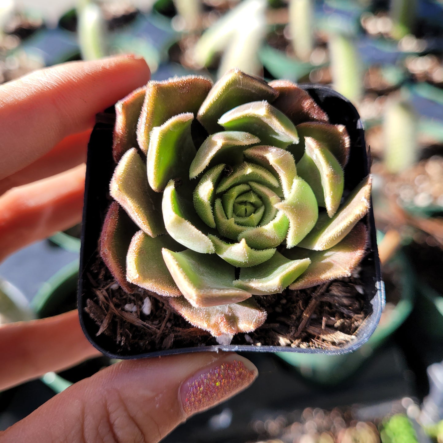 Echeveria Brown Rose