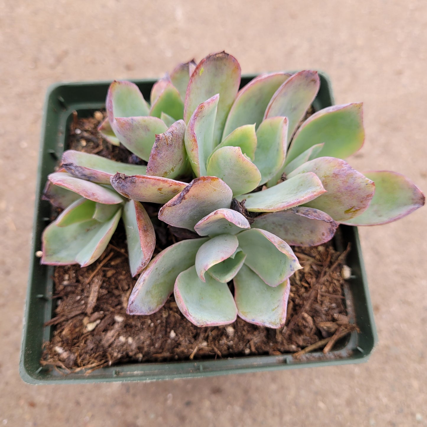 Echeveria 'White Rose'