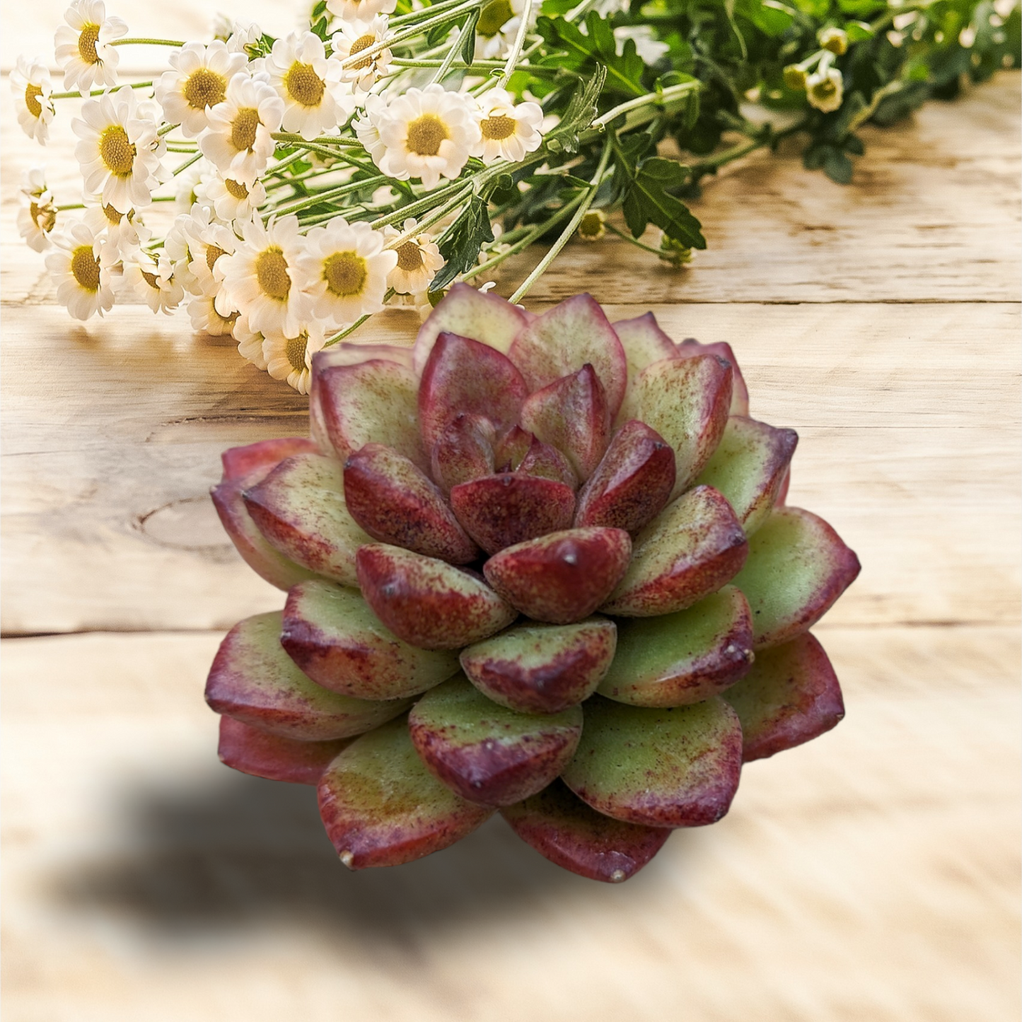 Echeveria Diamond Rose