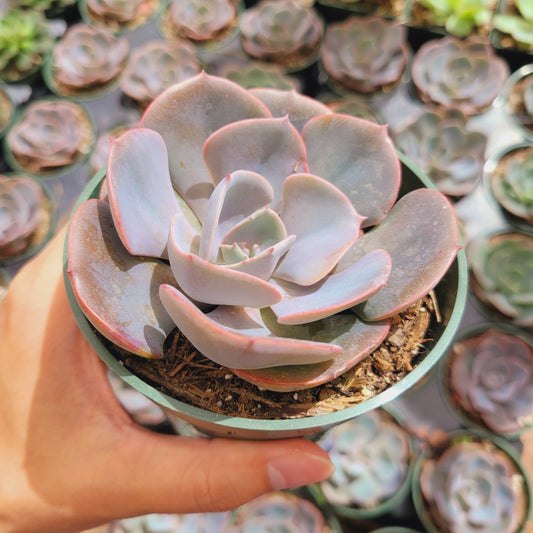 Echeveria 'Dusty Rose'