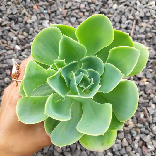 Echeveria 'Lemon Rose'