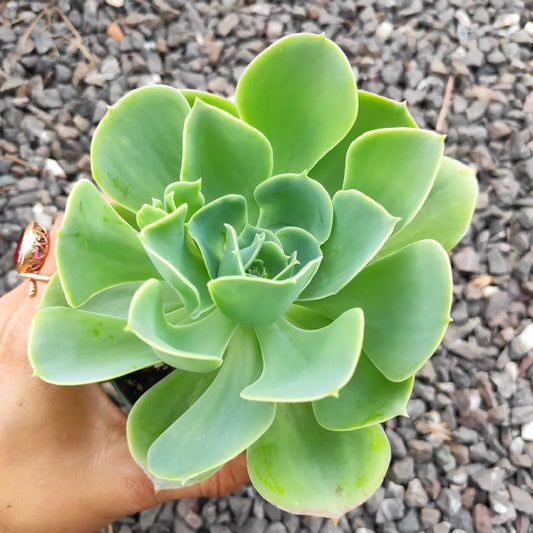 Echeveria 'Lemon Rose'